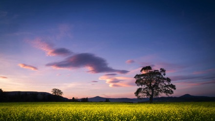 Rapeseed Watercolour