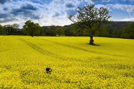 Fields Of Gold