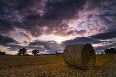 Harvest
