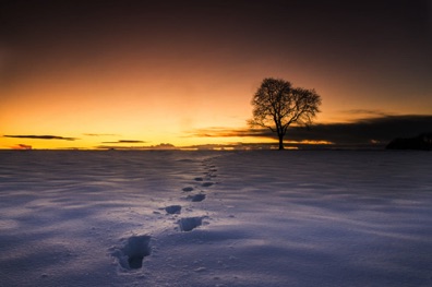 Winter Landscape
