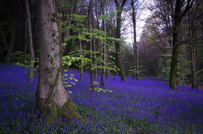 Bluebells