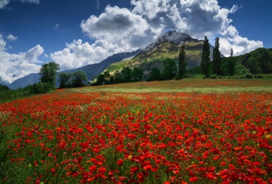 Spring In The Alps